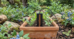 Growing Blueberries with PlantSense