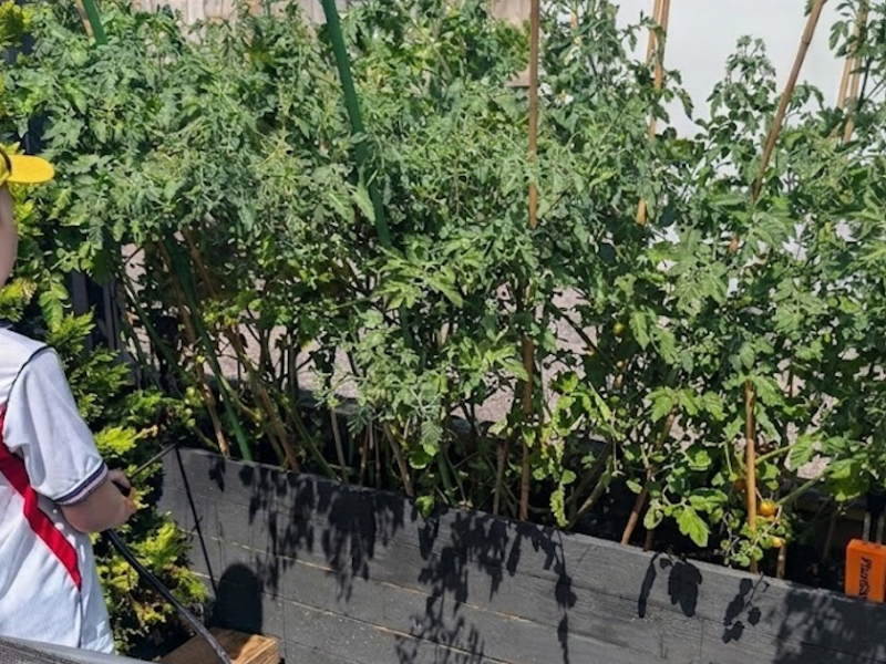 Tomatos done right with PlantSense