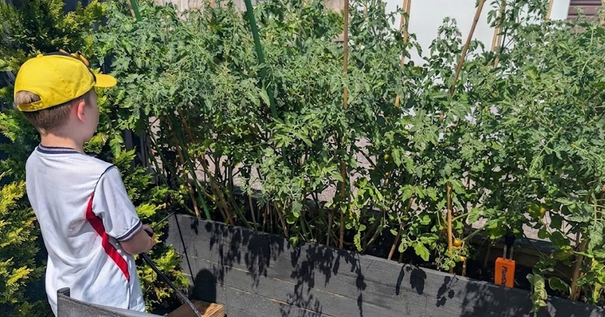 Tomatos done right with PlantSense